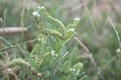 Heliotropium curassavicum